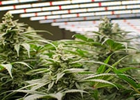 LED grow lights for cannabis cultivation