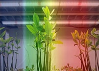 What are the effects of different spectra/colors on plants?