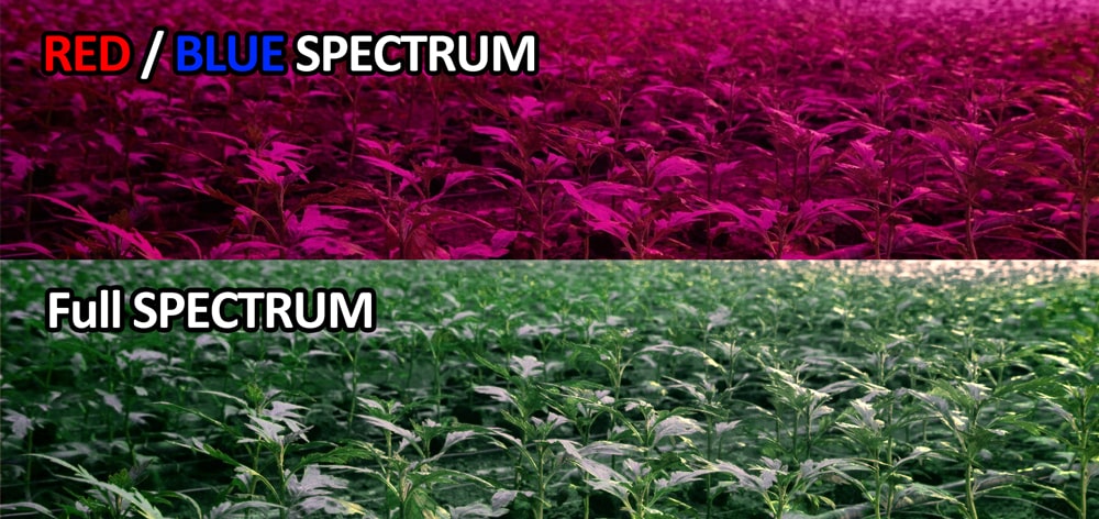 Red and Blue vs Full Spectrum White LED Grow Light